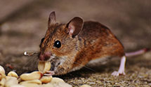 24 Hour & Emergency Exterminators in Huxford, AL